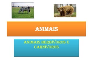 Animais Animais herbívoros e carnívoros 