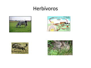 Herbívoros