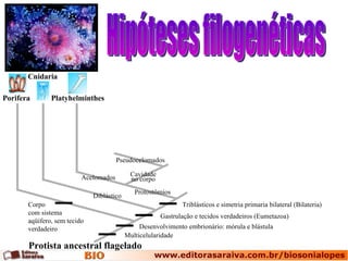 Hipóteses filogenéticas Protista ancestral flagelado Porifera Cnidaria Cavidade no corpo Pseudocelomados Protostômios Acelomados Diblástico Multicelularidade Desenvolvimento embrionário: mórula e blástula Gastrulação e tecidos verdadeiros (Eumetazoa) Platyhelminthes Triblásticos e simetria primaria bilateral (Bilateria) Corpo com sistema aqüífero, sem tecido verdadeiro 