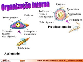 Nematódeo Pseudocelomado Platelminto Acelomado Organização interna Tubo digestório Epiderme Tecido que reveste o  tubo digestório Tecido que reveste o  tubo digestório Tubo digestório Epiderme Musculatura Pseudoceloma Parênquima e musculatura 