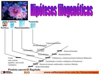 Hipóteses filogenéticas Protista ancestral flagelado Porifera Cnidaria Platyhelminthes Cavidade no corpo Pseudocelomados Protostômios Acelomados Diblástico Multicelularidade Desenvolvimento embrionário: mórula e blástula Gastrulação e tecidos verdadeiros (Eumetazoa) Nematoda Deuterostômios Triblásticos e simetria primaria bilateral (Bilateria) Corpo com sistema aqüífero, sem tecido verdadeiro Enterocelomados Esquizocelomados 