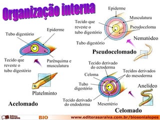 Platelminto Acelomado Pseudocelomado Nematódeo Anelídeo Celomado Organização interna Tubo digestório Epiderme Tecido que reveste o  tubo digestório Tecido que reveste o  tubo digestório Tubo digestório Parênquima e musculatura Epiderme Musculatura Pseudoceloma Mesentério Tecidos derivados do mesoderma Tecido derivado do endoderma Tubo digestório Celoma Tecido derivado do ectoderma 