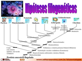 Hipóteses filogenéticas Protista ancestral flagelado Porifera Cnidaria Platyhelminthes Cavidade no corpo Pseudocelomados Nematoda Esquizocelomados Metameria Protostômios Acelomados Diblástico Exoesqueleto quitinoso Simetria  secundária pentarradial Multicelularidade Desenvolvimento embrionário: mórula e blástula Gastrulação e tecidos verdadeiros (Eumetazoa) Deuterostômios Enterocelomados Mollusca Annelida Notocorda Metameria Triblásticos e simetria primaria bilateral (Bilateria) Arthropoda Echinodermata Chordata Corpo com sistema aqüífero, sem tecido verdadeiro 