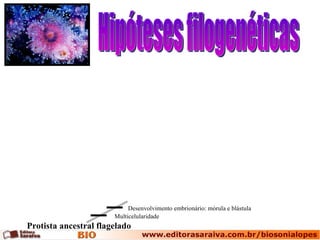 Hipóteses filogenéticas Protista ancestral flagelado Multicelularidade Desenvolvimento embrionário: mórula e blástula 