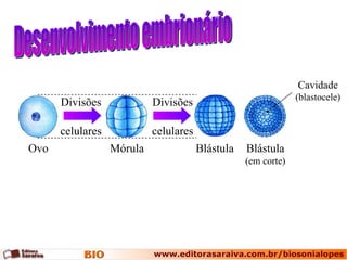 Desenvolvimento embrionário Ovo Mórula Blástula Blástula (em corte) Divisões celulares Divisões celulares Cavidade (blastocele) 