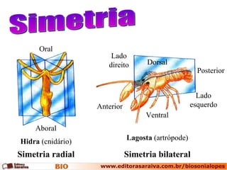 Simetria Lagosta  (artrópode) Hidra  (cnidário) Dorsal Ventral Lado direito Lado esquerdo Anterior Posterior Simetria radial Simetria bilateral Aboral Oral 