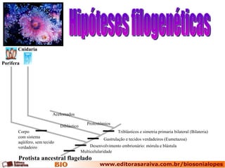 Hipóteses filogenéticas Protista ancestral flagelado Porifera Cnidaria Protostômios Acelomados Diblástico Multicelularidade Desenvolvimento embrionário: mórula e blástula Gastrulação e tecidos verdadeiros (Eumetazoa) Triblásticos e simetria primaria bilateral (Bilateria) Corpo com sistema aqüífero, sem tecido verdadeiro 