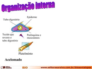 Organização interna Platelminto Acelomado Tubo digestório Tecido que reveste o  tubo digestório Epiderme Parênquima e musculatura 