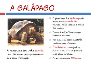 A gaLÁPAGO
                                   A galápago é a tartaruga de
                                    terra máis grande do
                                    mundo, pode chegar a pesar
                                    200 quilos.
                                   Pon entre 2 e 16 ovos que
                                    enterra na area.
                                   Nos días calorosos gústalle
                                    meterse nas charcas.
                                   É herbívora, come follas,
A tartaruga ten unha cuncha         froitos e cactos sen picarse
que lle serve para protexerse       coas súas espiñas.
dos seus inimigos.                 Poden vivir ata 150 anos.
 