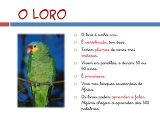 O loro
            O loro é unha ave.
            É vertebrado, ten ósos.
            Teñen plumas de cores moi
             vistosas.
            Viven en parellas, e duran 50 ou
             60 anos.
            É omnívoro.
            Vive nos bosques ecuatoriais de
             África.
            Os loros poden aprender a falar.
             Algúns chegan a aprender ata 500
             palabras.
 