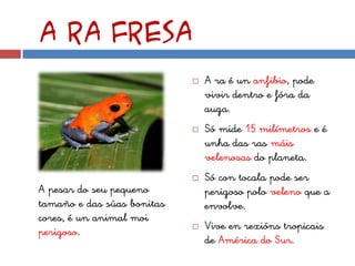 A ra fresa
                               A ra é un anfibio, pode
                                vivir dentro e fóra da
                                auga.
                               Só mide 15 milímetros e é
                                unha das ras máis
                                velenosas do planeta.
                               Só con tocala pode ser
A pesar do seu pequeno          perigoso polo veleno que a
tamaño e das súas bonitas       envolve.
cores, é un animal moi
                               Vive en rexións tropicais
perigoso.
                                de América do Sur.
 