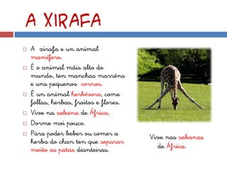 A xirafa
   A xirafa e un animal
    mamífero.
   É o animal máis alto do
    mundo, ten manchas marróns
    e uns pequenos cornos.
   É un animal herbívoro, come
    follas, herbas, froitos e flores.
   Vive na sabana de África.
   Dorme moi pouco.
   Para poder beber ou comer a         Vive nas sabanas
    herba do chan ten que separar
    moito as patas dianteiras.            de África.
 