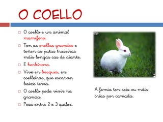 O coello
   O coello e un animal
    mamífero.
   Ten as orellas grandes e
    teñen as patas traseiras
    máis longas cas de diante.
   E herbívoro.
   Vive en bosques, en
    coelleiras, que escavan
    baixo terra.
   O coello pode vivir na       A femia ten seis ou máis
    granxa.                      crías por camada.
   Pesa entre 2 e 3 quilos.
 
