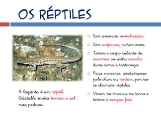 Os réptiles
                                Son animais vertebrados.
                                Son ovíparos, poñen ovos.
                                Teñen o corpo cuberto de
                                 escamas ou unha cuncha
                                 dura coma a tartaruga.
                                Para moverse, arrástranse
                                 polo chan ou reptan, por iso
                                 se chaman réptiles.
A lagarta é un réptil.          Viven no mar ou na terra e
Gústalle moito tomar o sol       teñen o sangue frío.
nas pedras.
 