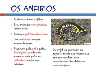 Os anfibios
   A píntega é un anfibio.
   Son animais vertebrados,
    teñen ósos.
   Teñen a pel húmida e lisa.
   Son ovíparos porque
    nacen de ovos.
   Respiran pola pel e polas    Os anfibios cambian de
    branquias cando son          aspecto dende que nacen ata
    novos e pola pel e os        que son adultos, esta
    pulmóns cando son            transformación chámase
    adultos.                     metamorfose.
 