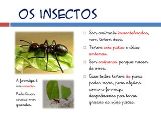 Os insectos
                 Son animais invertebrados,
                  non teñen ósos.
                 Teñen seis patas e dúas
                  antenas.
                 Son ovíparos porque nacen
                  de ovos.
                 Case todos teñen ás para
A formiga é
                  poder voar, pero algúns
un insecto.
                  como a formiga
Pode levar        desprázanse por terra
cousas moi
grandes.
                  grazas as súas patas.
 