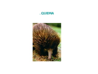 ÉQUIDNA