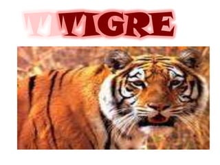 TIGRE