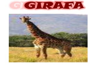 GIRAFA