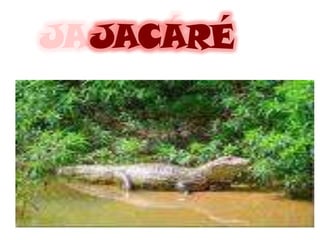 JACARÉ