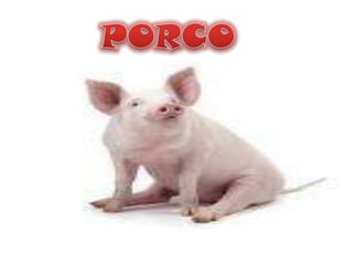 PORCO