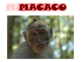 MACACO