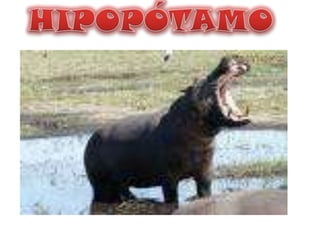 HIPOPÓTAMO