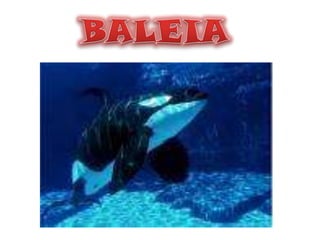 BALEIA