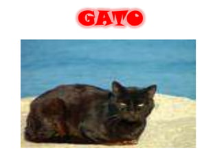 GATO