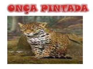 ONÇA PINTADA
