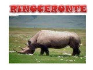 RINOCERONTE