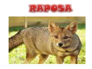 RAPOSA