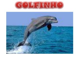 GOLFINHO