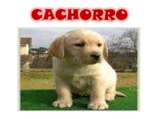 CACHORRO
