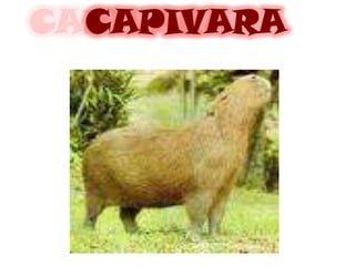 CAPIVARA