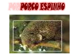 PORCO ESPINHO
