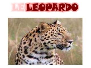 LEOPARDO