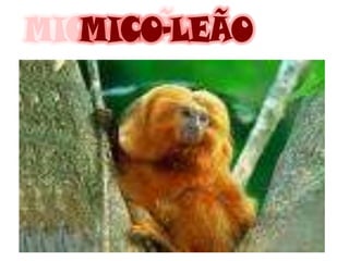 MICO-LEÃO