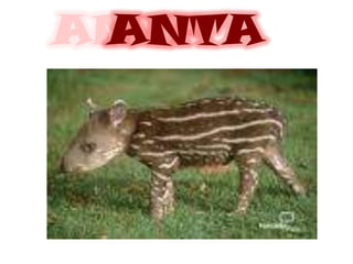 ANTA
