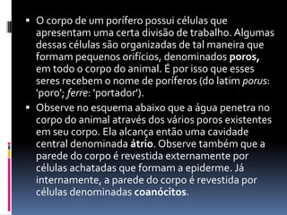  O corpo de um porífero possui células que
  apresentam uma certa divisão de trabalho. Algumas
  dessas células são organizadas de tal maneira que
  formam pequenos orifícios, denominados poros,
  em todo o corpo do animal. É por isso que esses
  seres recebem o nome de poríferos (do latim porus:
  'poro'; ferre: 'portador').
 Observe no esquema abaixo que a água penetra no
  corpo do animal através dos vários poros existentes
  em seu corpo. Ela alcança então uma cavidade
  central denominada átrio. Observe também que a
  parede do corpo é revestida externamente por
  células achatadas que formam a epiderme. Já
  internamente, a parede do corpo é revestida por
  células denominadas coanócitos.
 