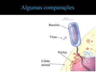 Algumas comparações

            Bactéria


            Vírus



                    Núcleo

       Célula
       animal
 
