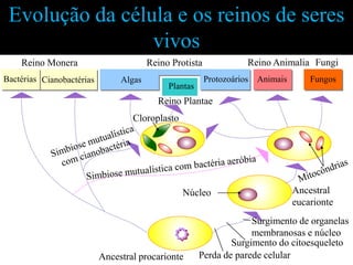 Evolução da célula e os reinos de seres
                 vivos               Reino
    Reino Monera                        Reino Protista              Reino Animalia Fungi
Bactérias Cianobactérias        Algas                    Protozoários   Animais       Fungos
                                             Plantas
                                          Reino Plantae
                                   Cloroplasto




                                                 Núcleo                           Ancestral
                                                                                  eucarionte
                                                                    Surgimento de organelas
                                                                    membranosas e núcleo
                                                               Surgimento do citoesqueleto
                           Ancestral procarionte       Perda de parede celular
 