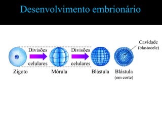 Desenvolvimento embrionário


                                                                  Cavidade
                                                                  (blastocele)
         Divisões             Divisões

         celulares            celulares
Zigoto               Mórula               Blástula   Blástula
                                                     (em corte)
 
