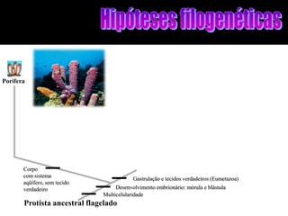 Porifera




       Corpo
       com sistema
                                          Gastrulação e tecidos verdadeiros (Eumetazoa)
       aqüífero, sem tecido
       verdadeiro                  Desenvolvimento embrionário: mórula e blástula
                              Multicelularidade
       Protista ancestral flagelado
 