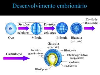 Desenvolvimento embrionário

                                                                  Cavidade
                                                                  (blastocele)
       Divisões               Divisões

       celulares              celulares
 Ovo               Mórula                 Blástula   Blástula
                                                     (em corte)
                                  Gástrula
                                  (em corte)
                 Folhetos                      Blastocele
Gastrulação    germinativos
                                                 Intestino primitivo
                                                    (arquêntero)
                                                  Ectoderma
                                               Endoderma
                     Blastóporo
 