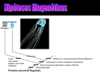 Cnidaria

Porifera




                              Diblásticos
       Corpo                                                    Triblásticos e simetria primária bilateral (Bilateria)
       com sistema
                                                        Gastrulação e tecidos verdadeiros (Eumetazoa)
       aqüífero, sem tecido
       verdadeiro                                Desenvolvimento embrionário: mórula e blástula
                                            Multicelularidade
       Protista ancestral flagelado
 