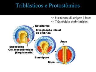 Triblásticos e Protostômios
                                   •> blastóporo dá origem à boca
                                   •> Três tecidos embrionários
                      Ectoderme
                      Invaginação inicial
                      do embrião


                                         Ânus

 Endoderme
Cél. Mesodérmicas
     (Esquizocelia)

                      Blastóporo
                               Boca
 