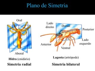 Plano de Simetria

     Oral
                       Lado
                      direito       Dorsal
                                                      Posterior


                                                      Lado
                   Anterior                         esquerdo
                                   Ventral
    Aboral
                              Lagosta (artrópode)
Hidra (cnidário)
Simetria radial               Simetria bilateral
 