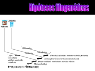 Cnidaria

Porifera




                          Acelomados

                                              Protostômios
                              Diblástico
       Corpo                                                   Triblásticos e simetria primaria bilateral (Bilateria)
       com sistema
                                                       Gastrulação e tecidos verdadeiros (Eumetazoa)
       aqüífero, sem tecido
       verdadeiro                               Desenvolvimento embrionário: mórula e blástula
                                           Multicelularidade
       Protista ancestral flagelado
 