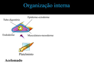 Organização interna
                    Epiderme-ectoderme
Tubo digestório




Endoderme           Musculatura-mesoderme




              Platelminto

 Acelomado
 